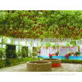 High Quality Tomato Tree Seeds For Sowing Last For 20-25 Years